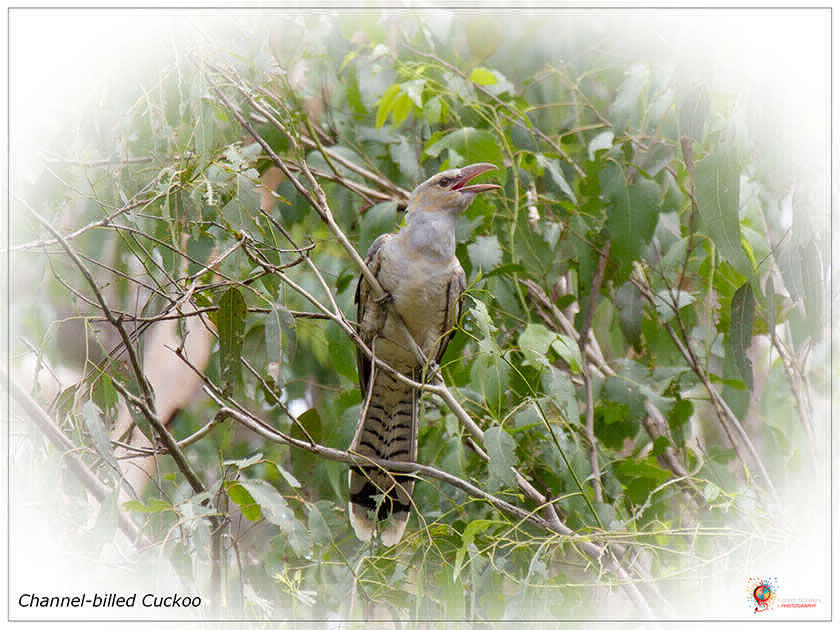Channel-billed Cuckoo at Wombolly