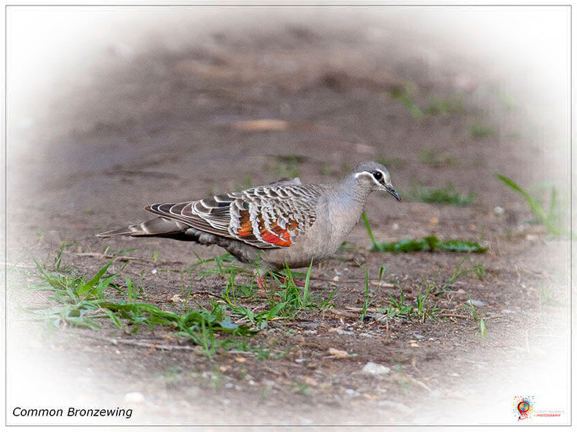 Common Bronzewing at Wombolly