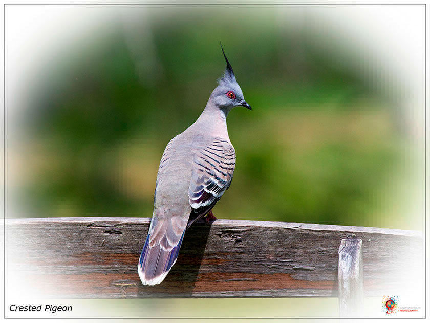 Crested Pigeon at Wombolly