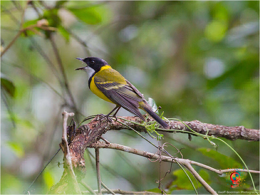 Golden Whistler at Wombolly