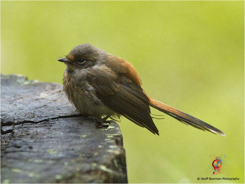 Rufous Fantail at Wombolly