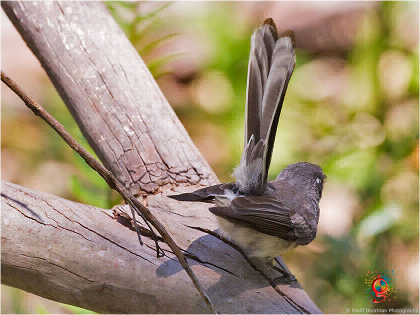 Grey Fantail at Wombolly