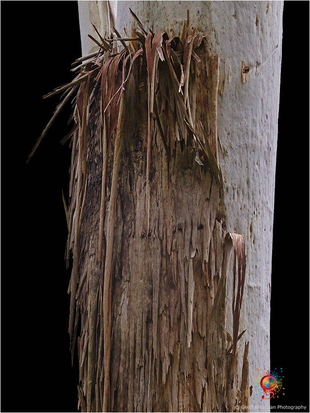 Treescapes at Wombolly