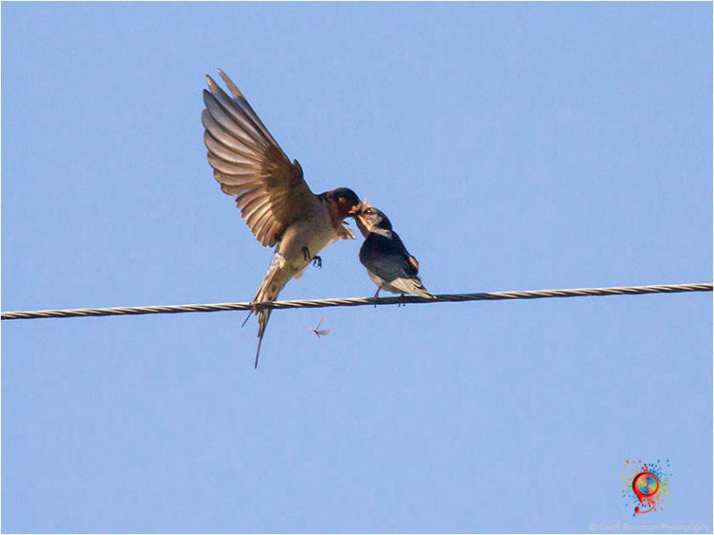 Welcome Swallows at Wombolly