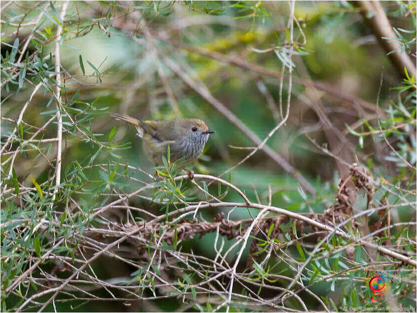 Brown Thornbill at Wombolly