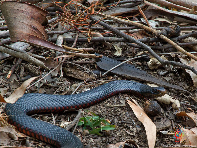 Red-bellied Black Snakes at Wombolly