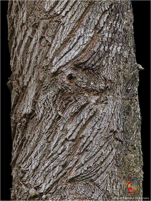 Treescapes at Wombolly
