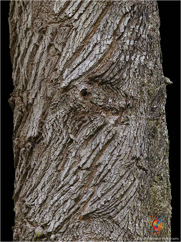 Treescapes at Wombolly