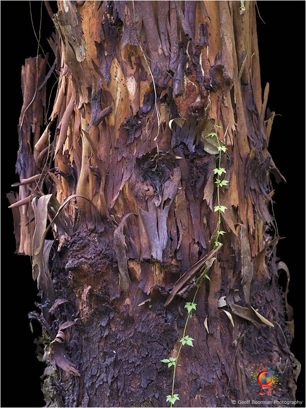 Treescapes at Wombolly