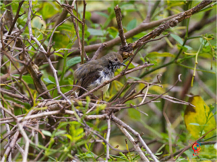 Brown Thornbill at Wombolly