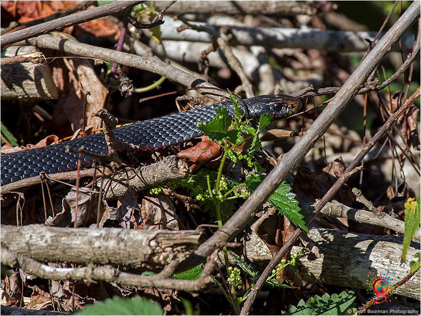 Red-bellied Black Snakes at Wombolly