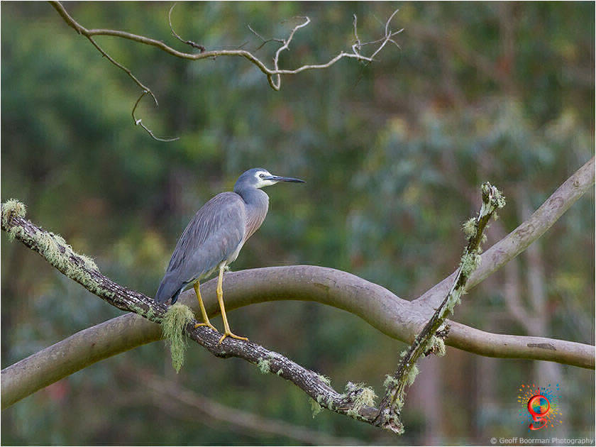White-faced Heron at Wombolly