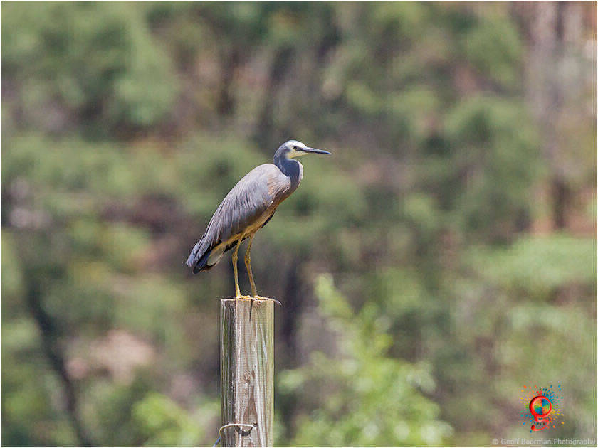 White-faced Heron at Wombolly