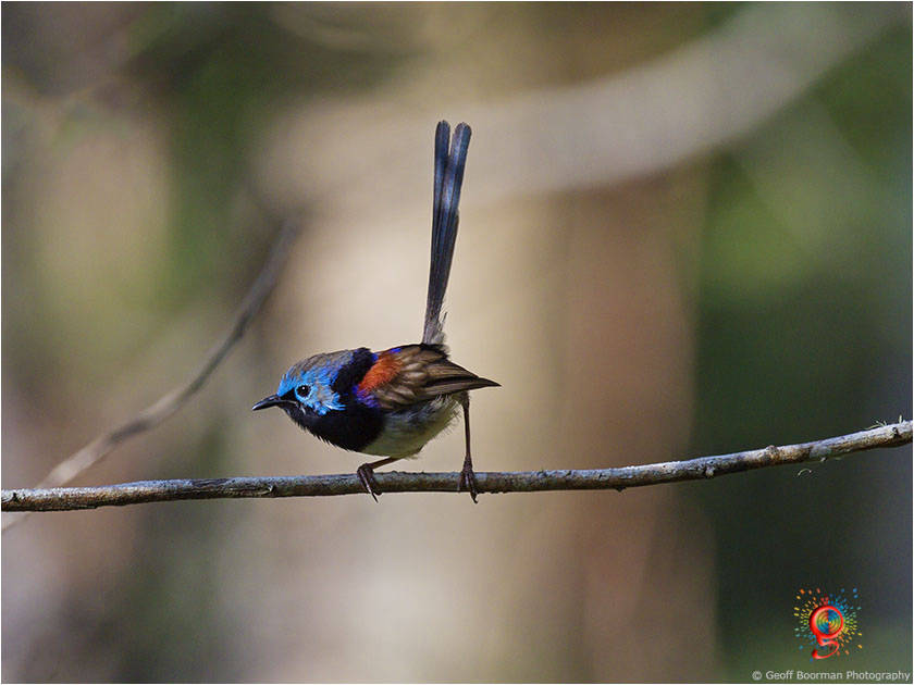 Variegated Fairy-wren at Wombolly