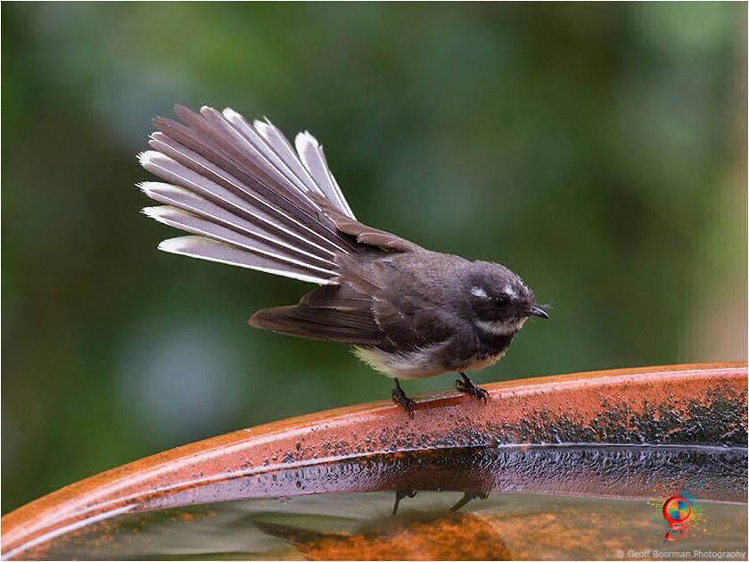 Grey Fantail at Wombolly