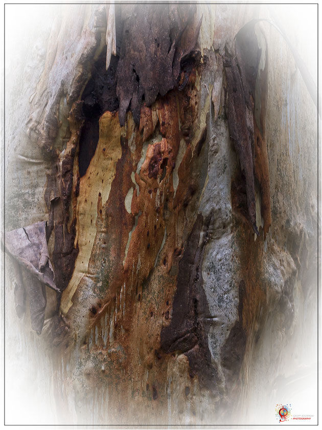 Treescapes at Wombolly
