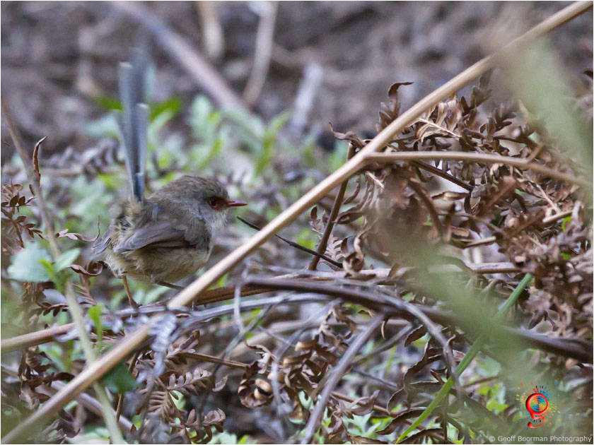 Female Variegated Fairy-wren at Wombolly
