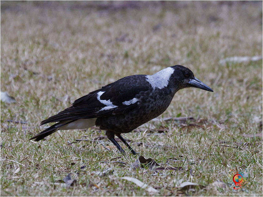 Australian Black-backed Magpie