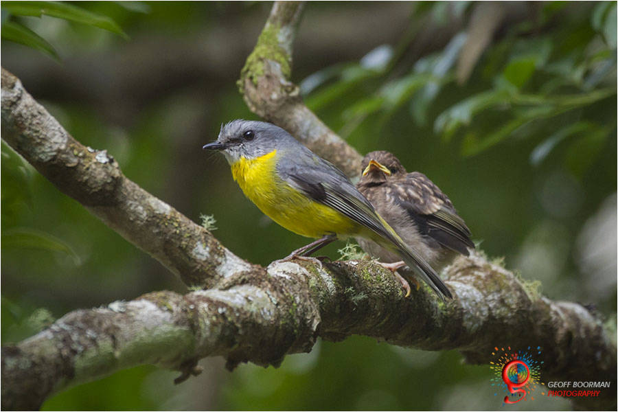 Eastern Yellow Robin with Chick