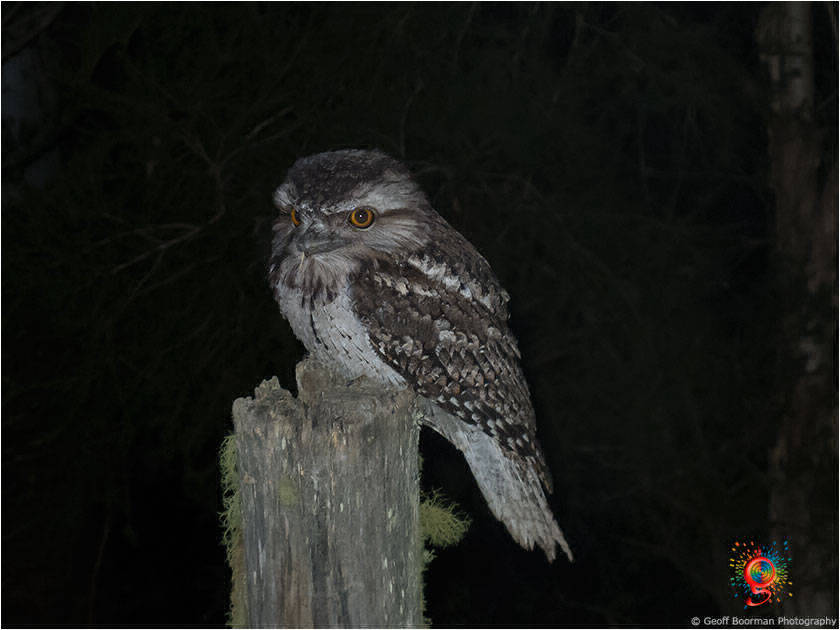 Tawny Frogmouth at Wombolly