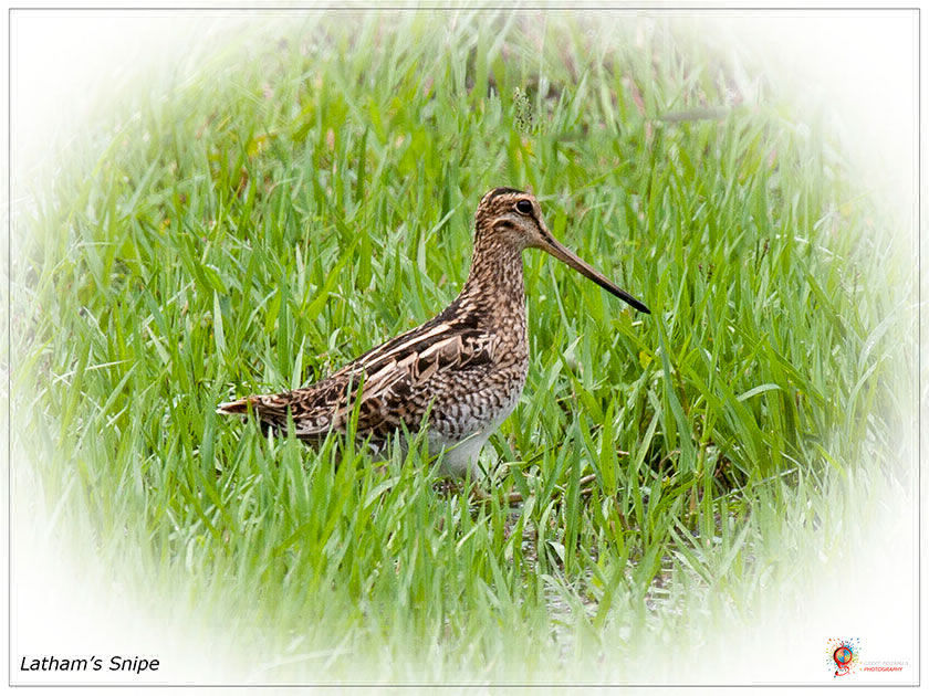 Latham's Snipe at Wombolly