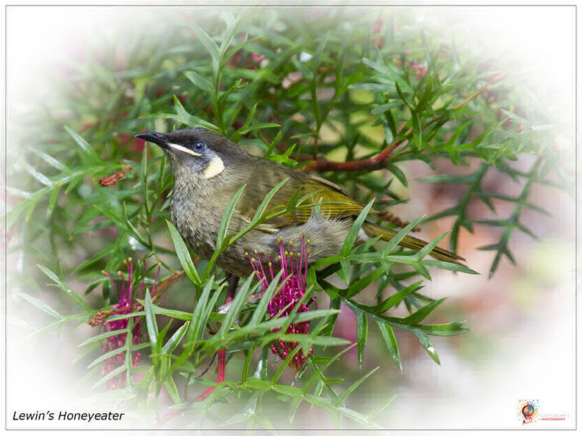 Lewin's Honeyeater at Wombolly