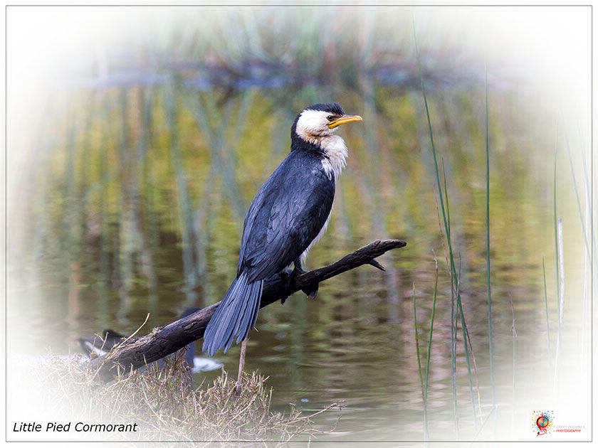 Little Pied Cormorant at Wombolly