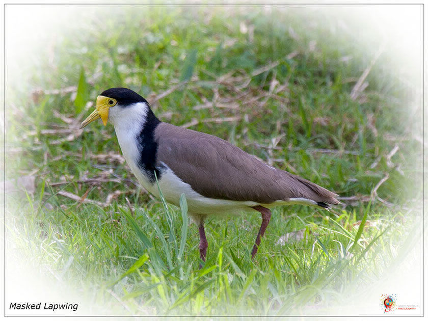 Masked Lapwing at Wombolly