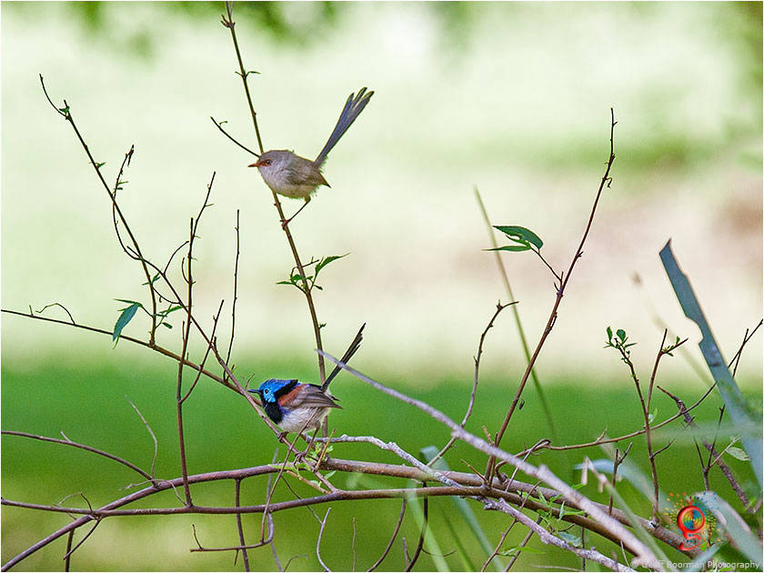 Variegated Fairy-wrens at Wombolly