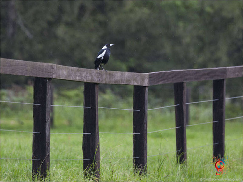 Australian Black-backed Magpie