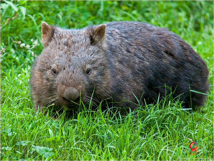 Wombats at Wombolly