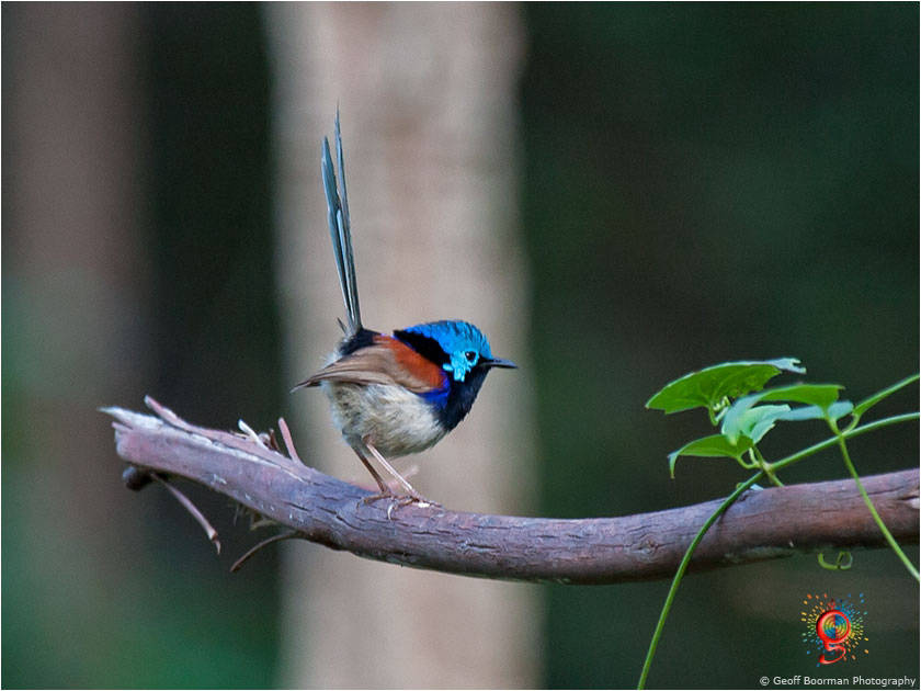 Variegated Fairy-wren at Wombolly