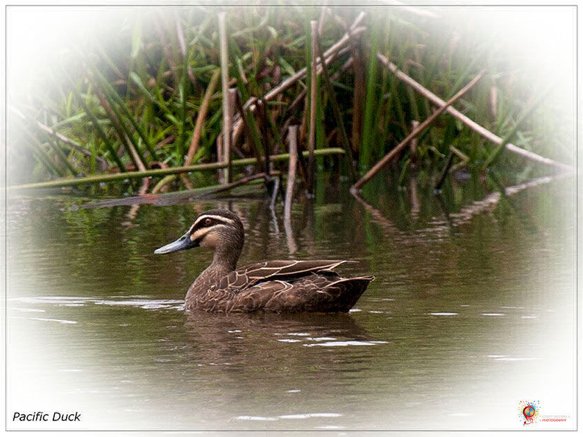Pacific Black Duck at Wombolly