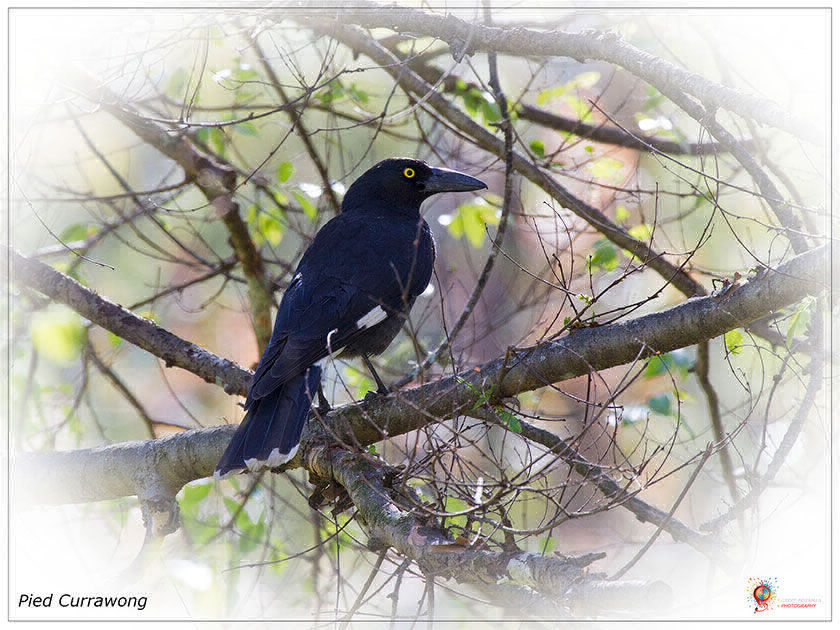 Pied Currawong at Wombolly