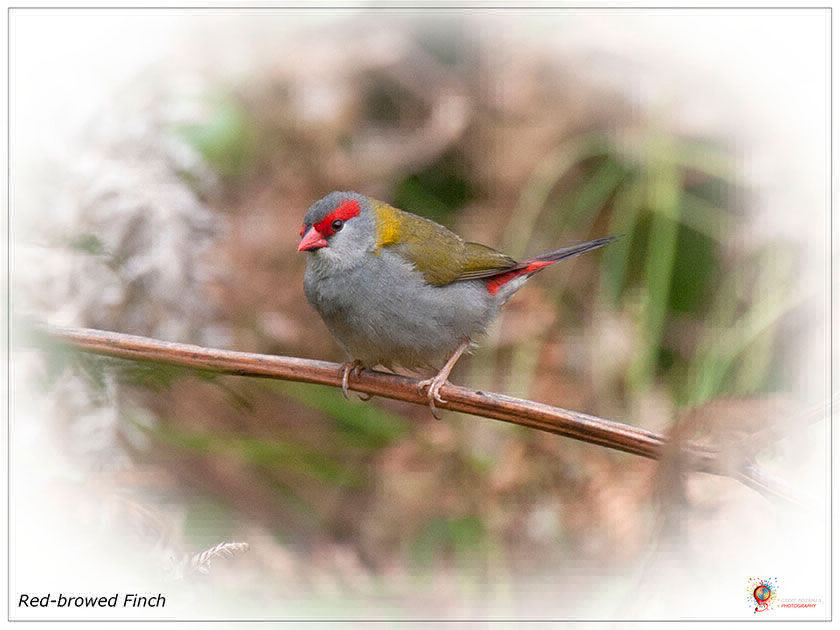Red-browed Finches at Wombolly