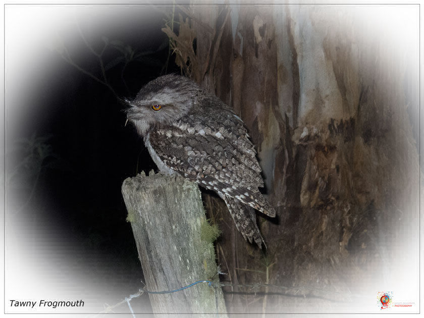 Tawny Frogmouth at Wombolly