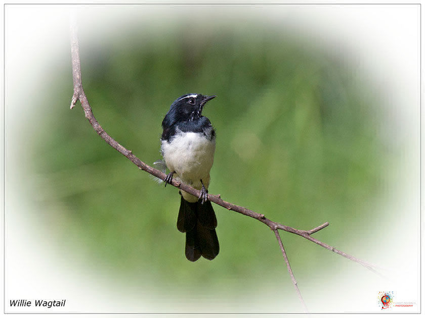 Willie Wagtail at Wombolly