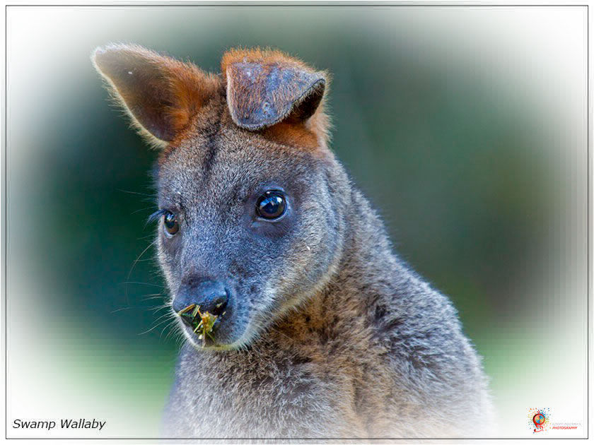 Kangaroos at Wombolly