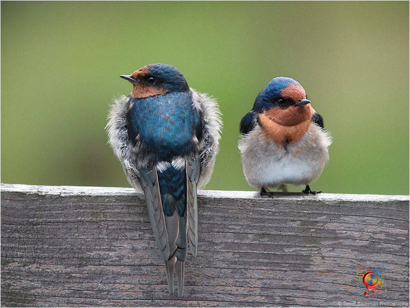 Welcome Swallows at Wombolly