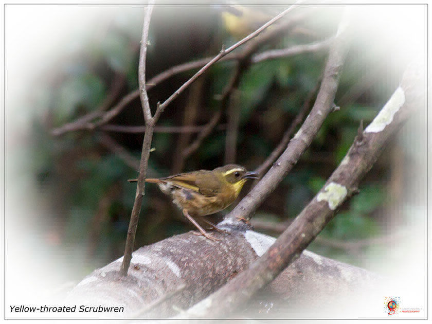 Yellow-throated Scrubwren at Wombolly