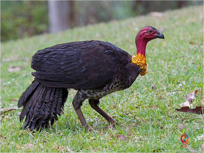 Brush-turkey at Wombolly