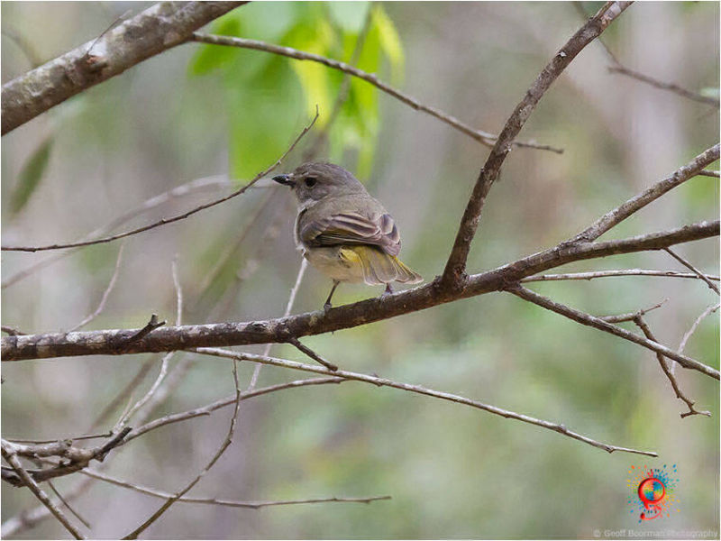 Brown Thornbill at Wombolly