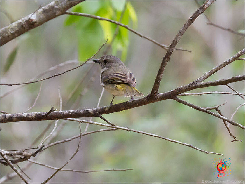 Brown Thornbill at Wombolly