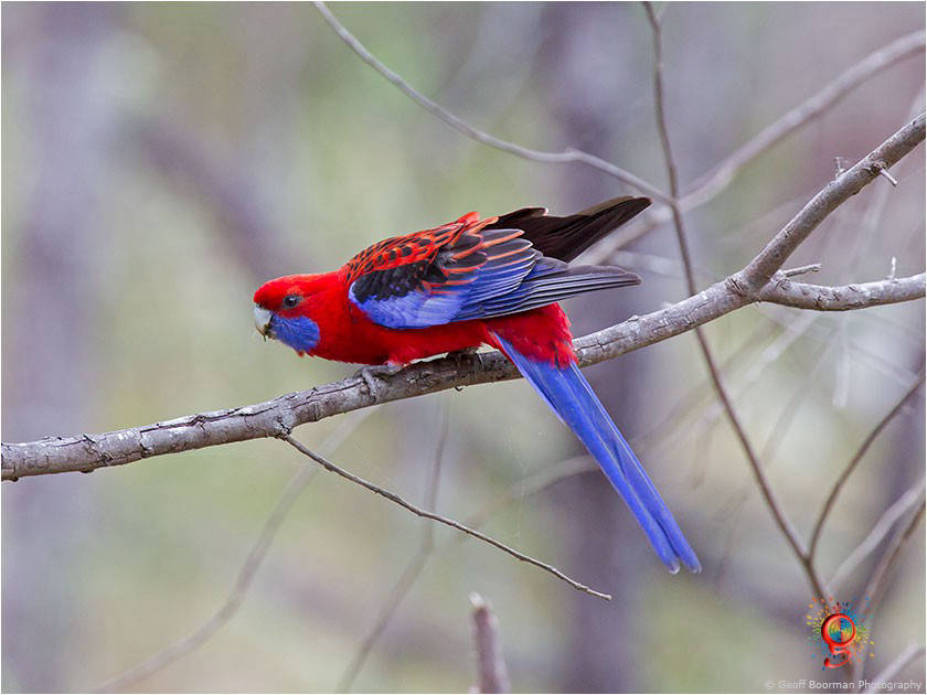 Crimson Rosella at Wombolly