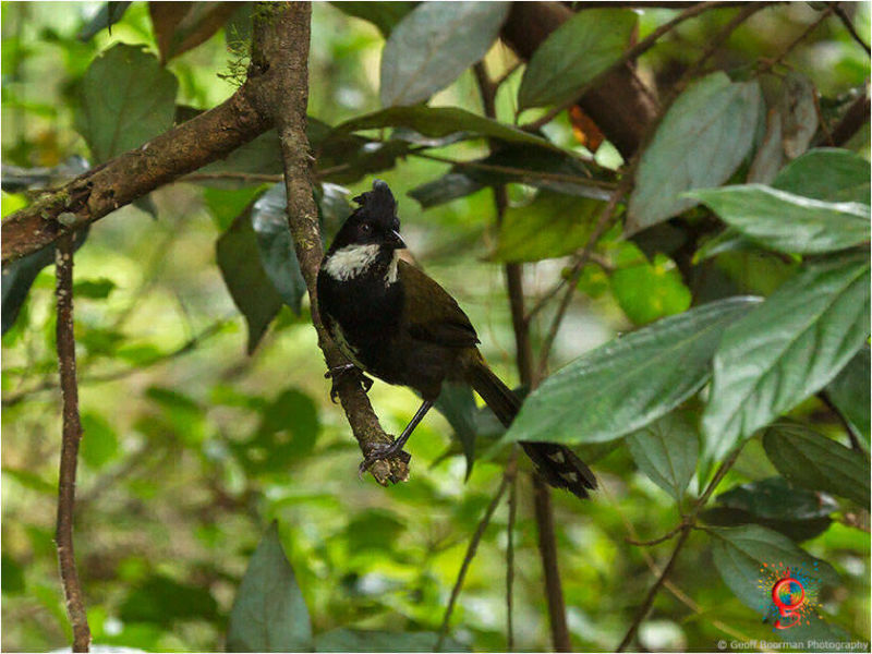 Eastern Whipbird at Wombolly