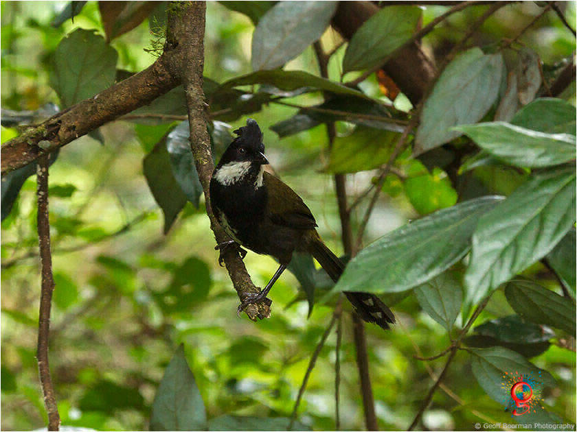 Eastern Whipbird at Wombolly