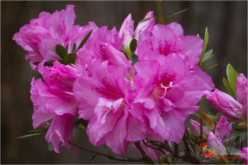 Azaleas - Wombolly