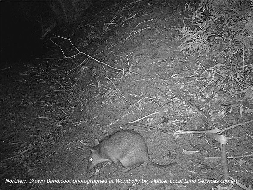 Bandicoots at Wombolly