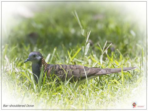 Bar-shouldered Dove at Wombolly