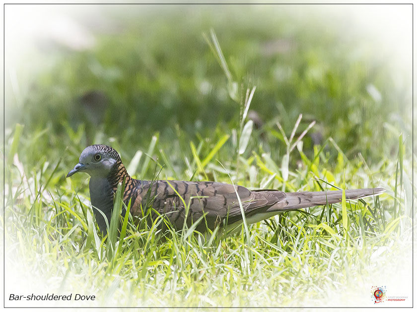 Bar-shouldered Dove at Wombolly